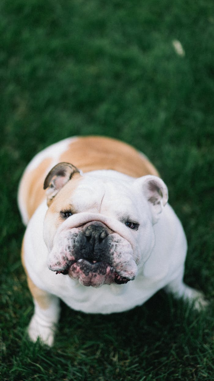 Adorable bulldog looking up while sitting on vibrant green grass outdoors.