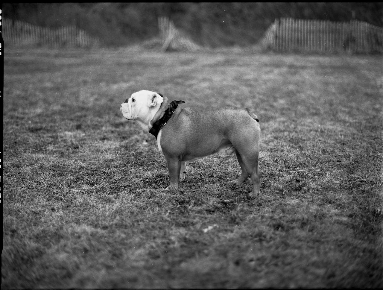 Black and white photo of a bulldog standing on grass, showcasing its strong stature.