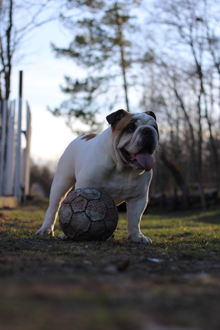 English Bulldog enjoying a playful moment with a soccer ball in a Ukrainian countryside setting.