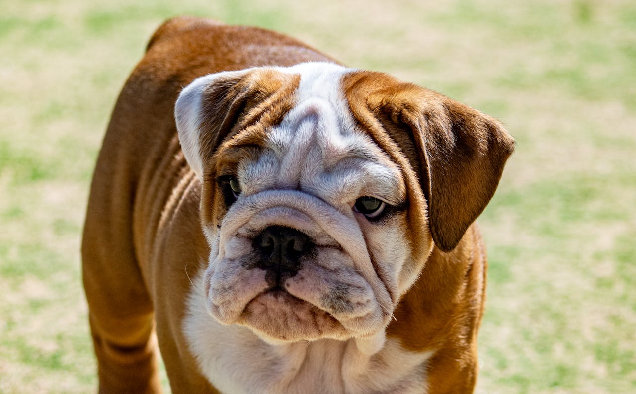 Charming English Bulldog puppy enjoying a sunny day outdoors with a curious expression.