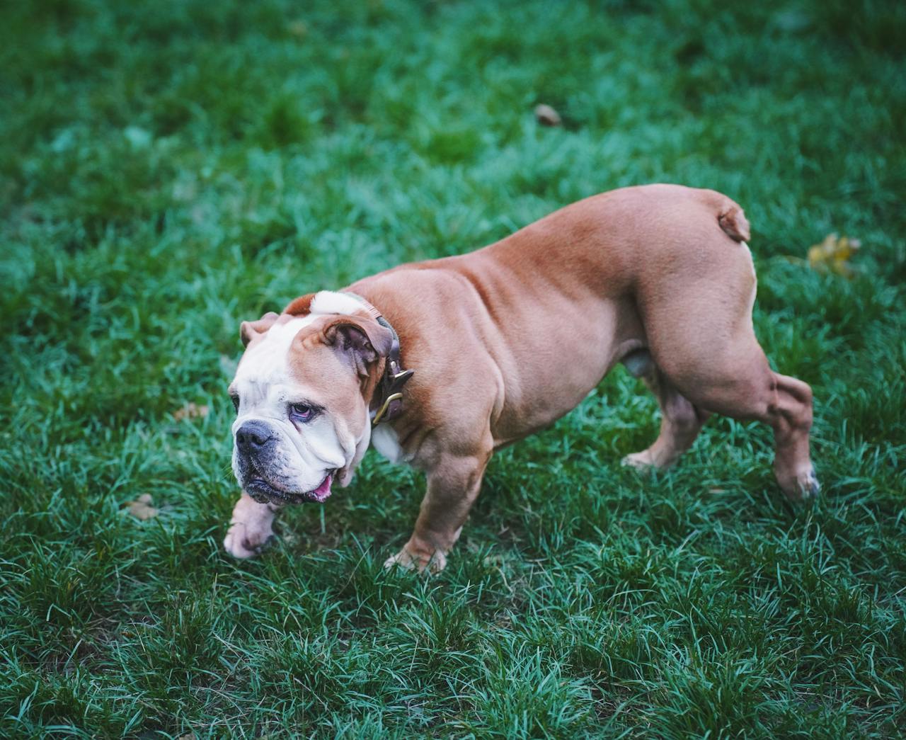 Cute English bulldog strolling on lush green grass in the park.