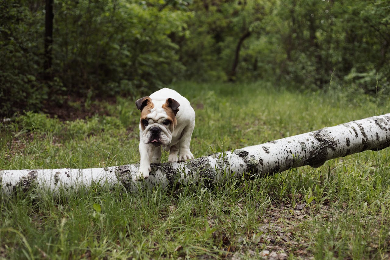 Cute English bulldog balancing on a log in a lush Ukrainian forest setting.