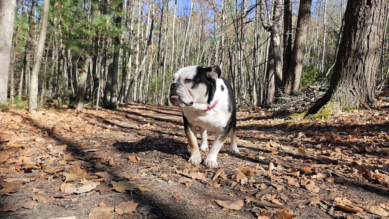 A bulldog strolls through a sunlit forest path covered with autumn leaves.