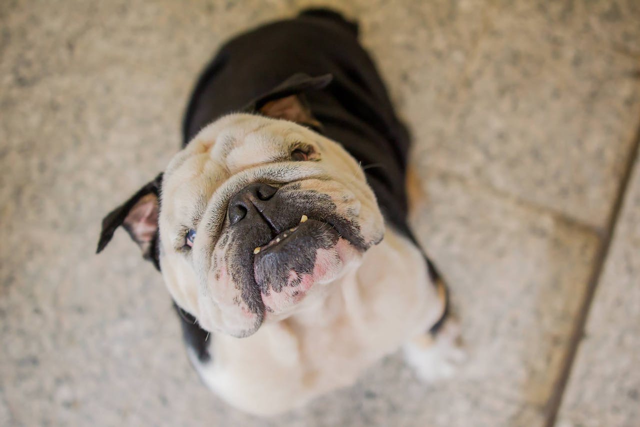 Top view of curious cute bulldog sitting on floor while waiting for food