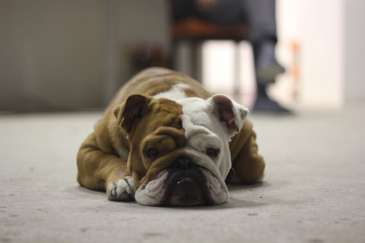 A resting bulldog lies on a floor indoors, capturing a moment of calm relaxation.