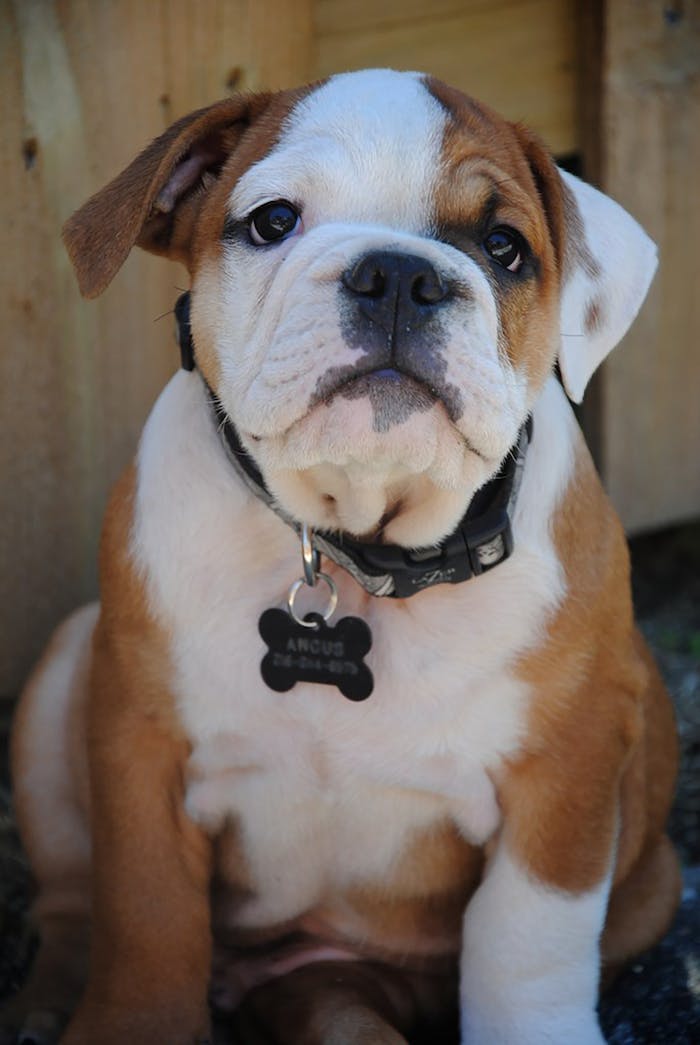 Cute English Bulldog puppy sitting outdoors, looking curious and playful. Perfect for pet photography.