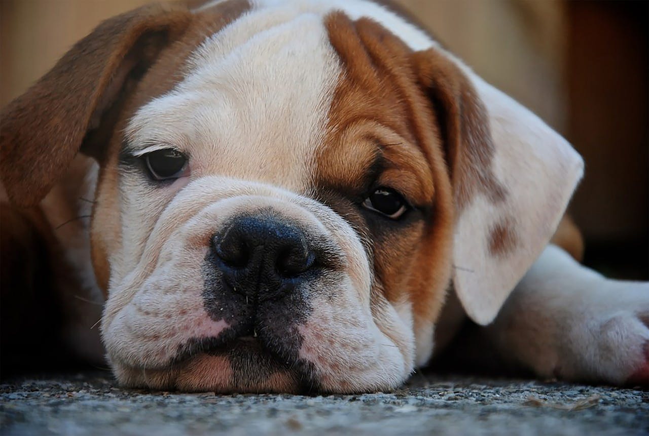 Charming close-up of a resting bulldog puppy showcasing cuteness and tranquility.